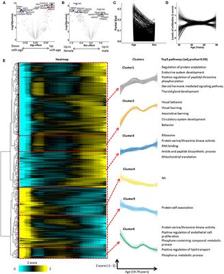 Autoimmunomic Signatures of Aging and Age-Related Neurodegenerative Diseases Are Associated With Brain Function and Ribosomal Proteins